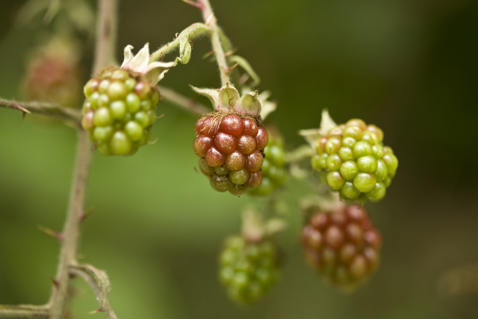 Brombeeren