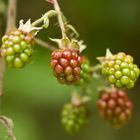 Brombeeren