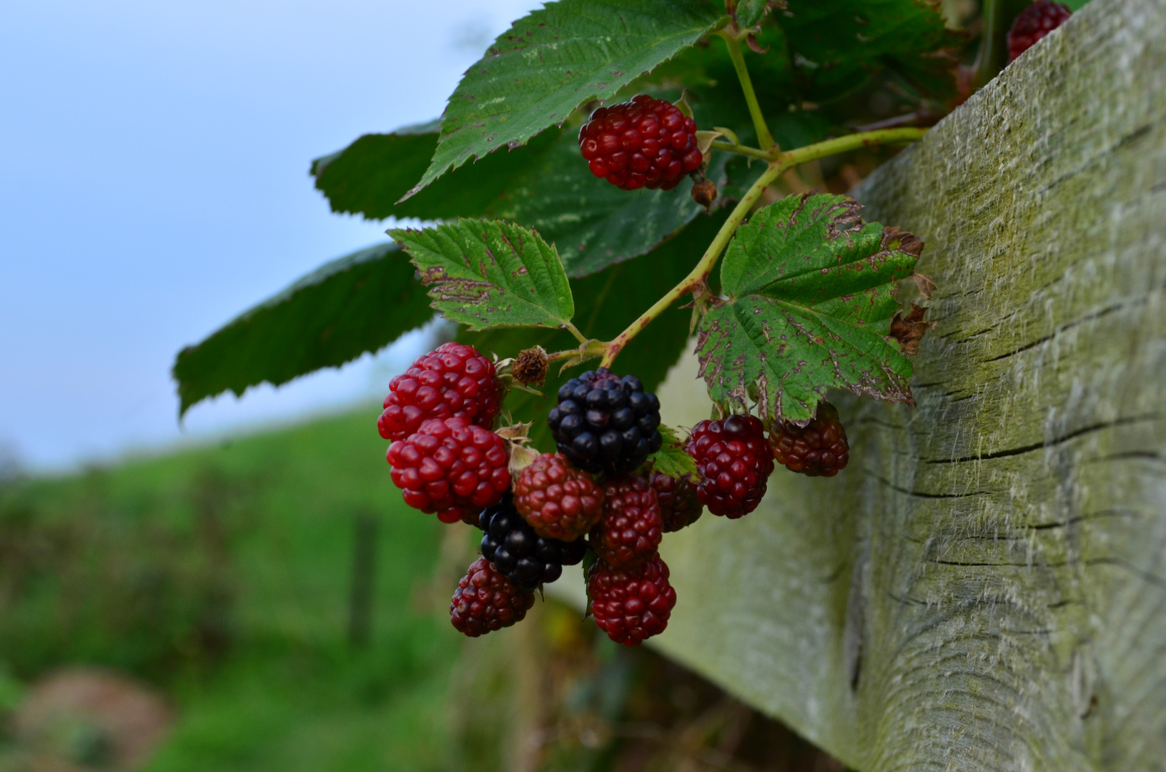 brombeeren Foto & Bild pflanzen, pilze & flechten, sommer, natur