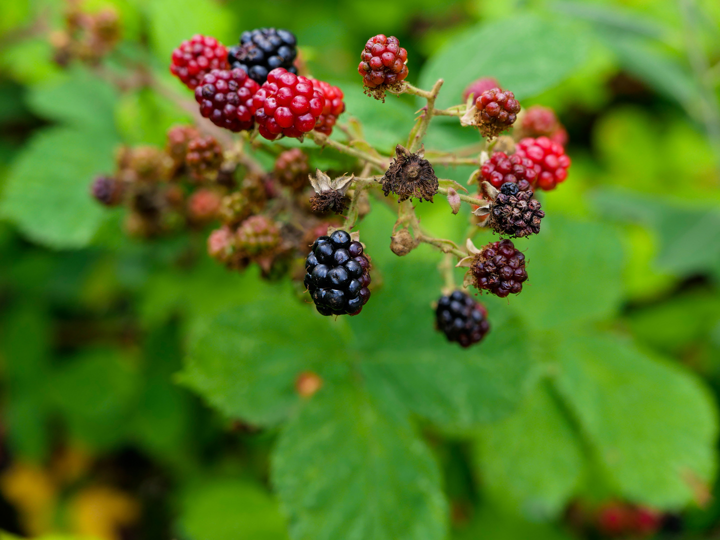 Brombeeren Foto & Bild pflanzen, pilze & flechten, früchte und beeren