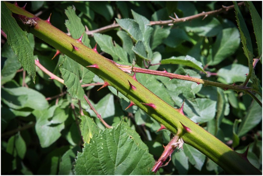 Brombeeren