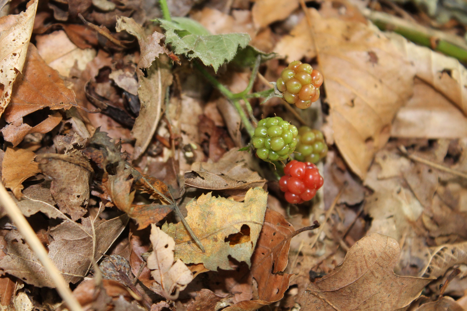 Brombeeren