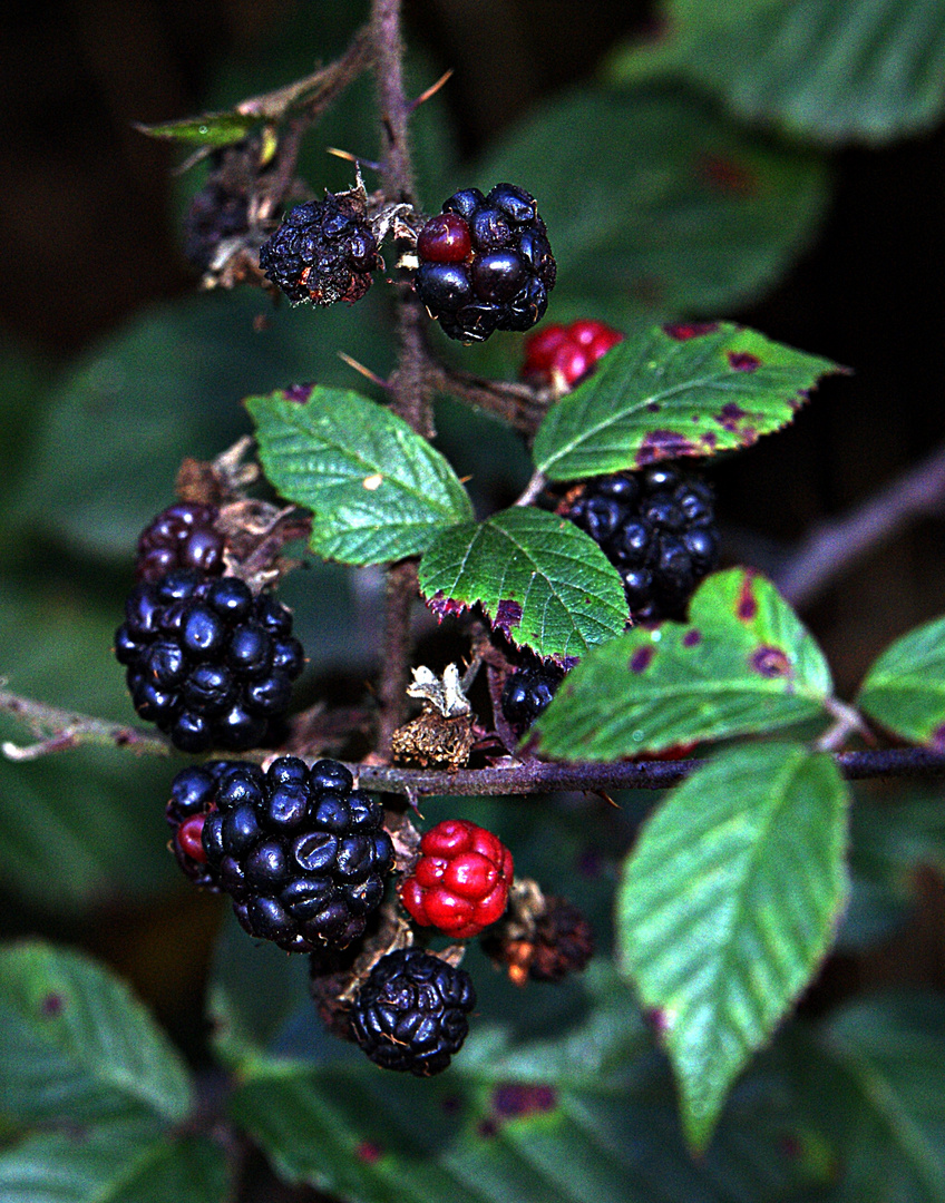 Brombeeren