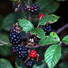 Brombeeren