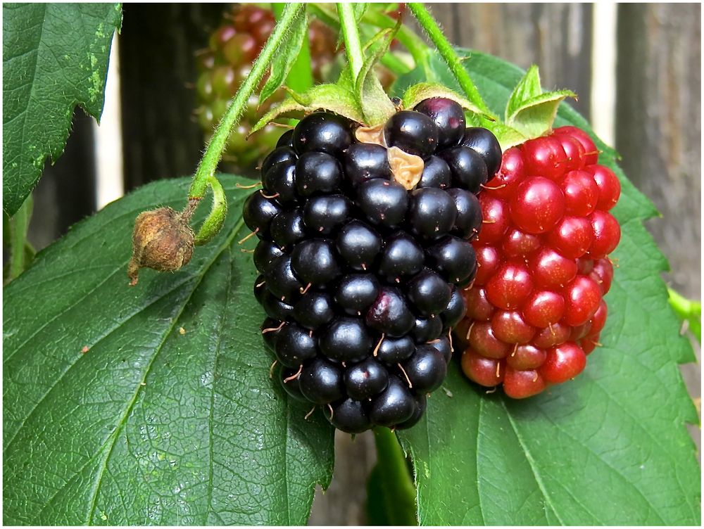 Brombeeren