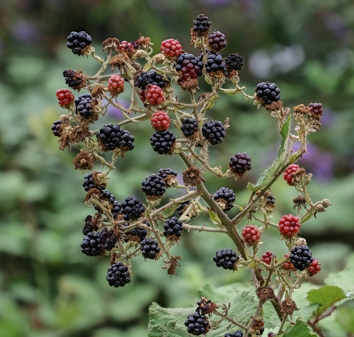 Brombeeren Foto &amp; Bild | youth, sommer, natur Bilder auf fotocommunity