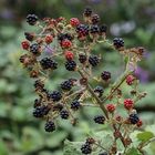 Brombeeren