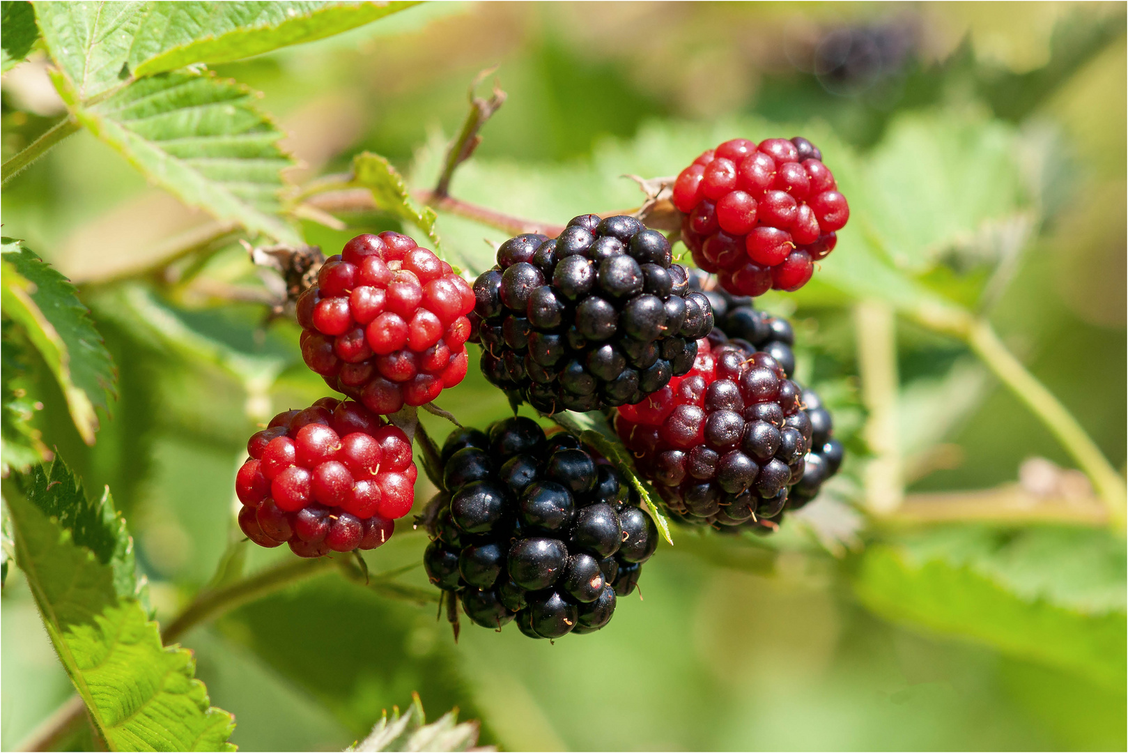 Brombeeren Foto & Bild pflanzen, pilze & flechten, sträucher, früchte