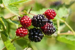 Brombeeren