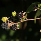 Brombeeren.....