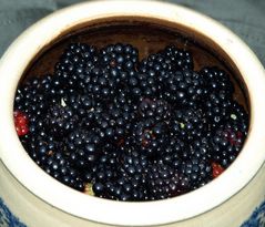 Brombeeren