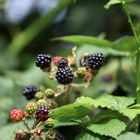 Brombeeren