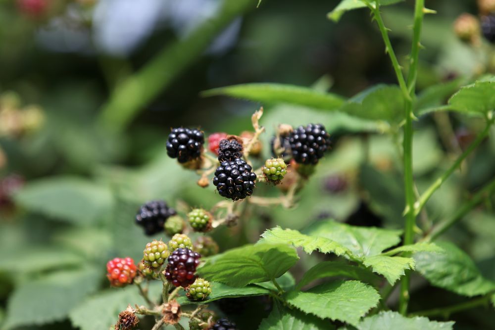 Brombeeren