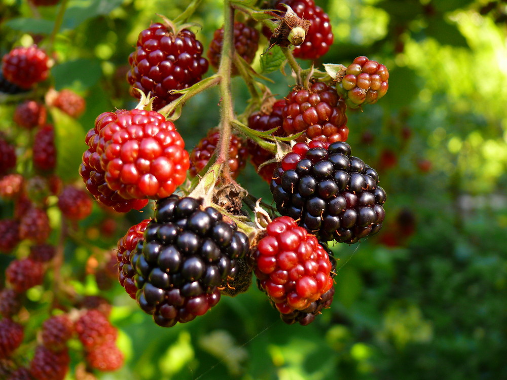 Brombeeren