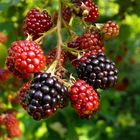 Brombeeren