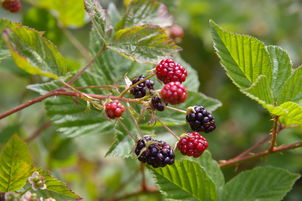 Brombeeren