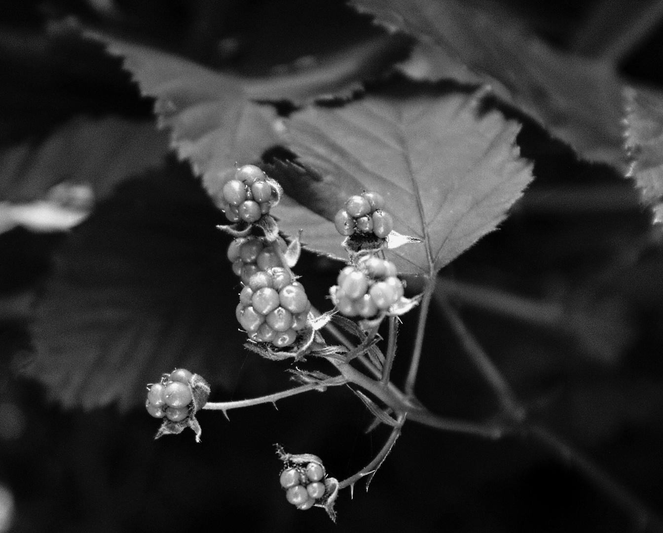 Brombeeren ...