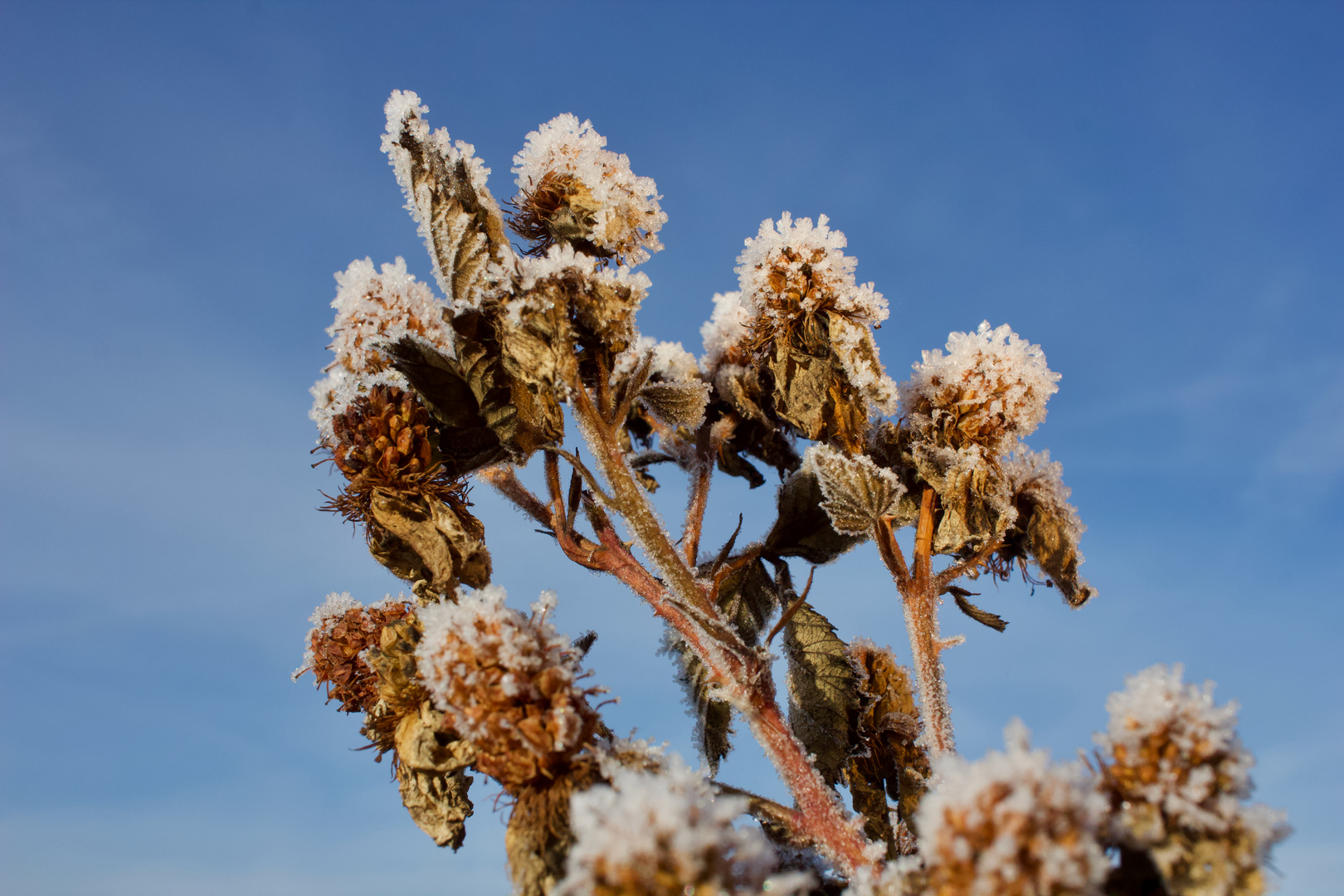 Brombeeren