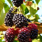 Brombeeren