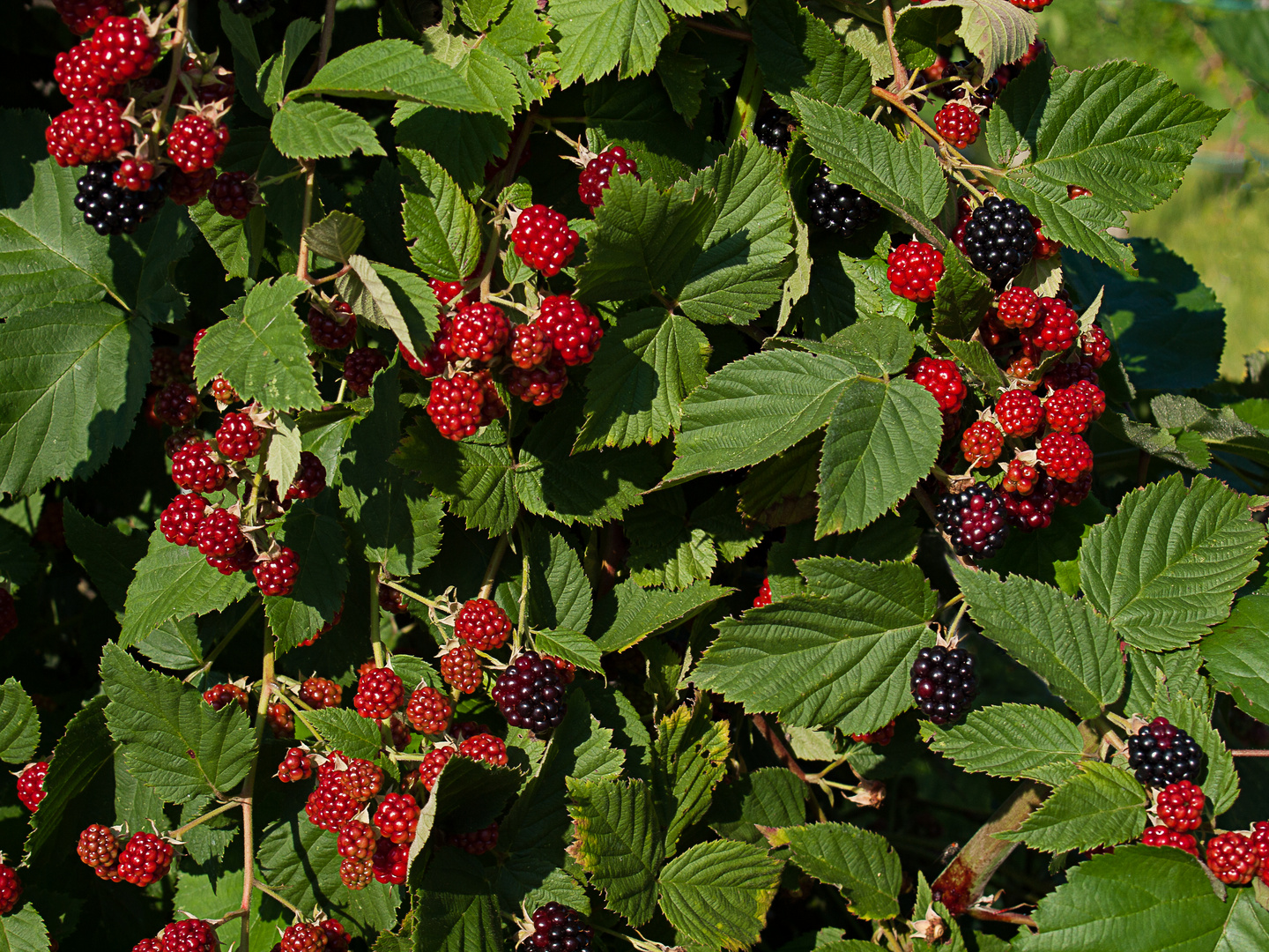 Brombeeren