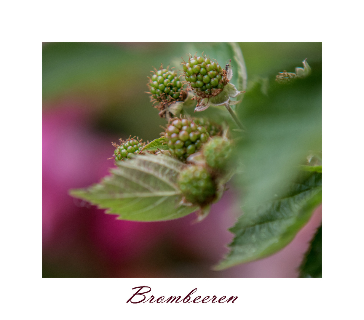 Brombeeren