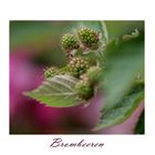 Brombeeren