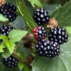 Brombeeren...