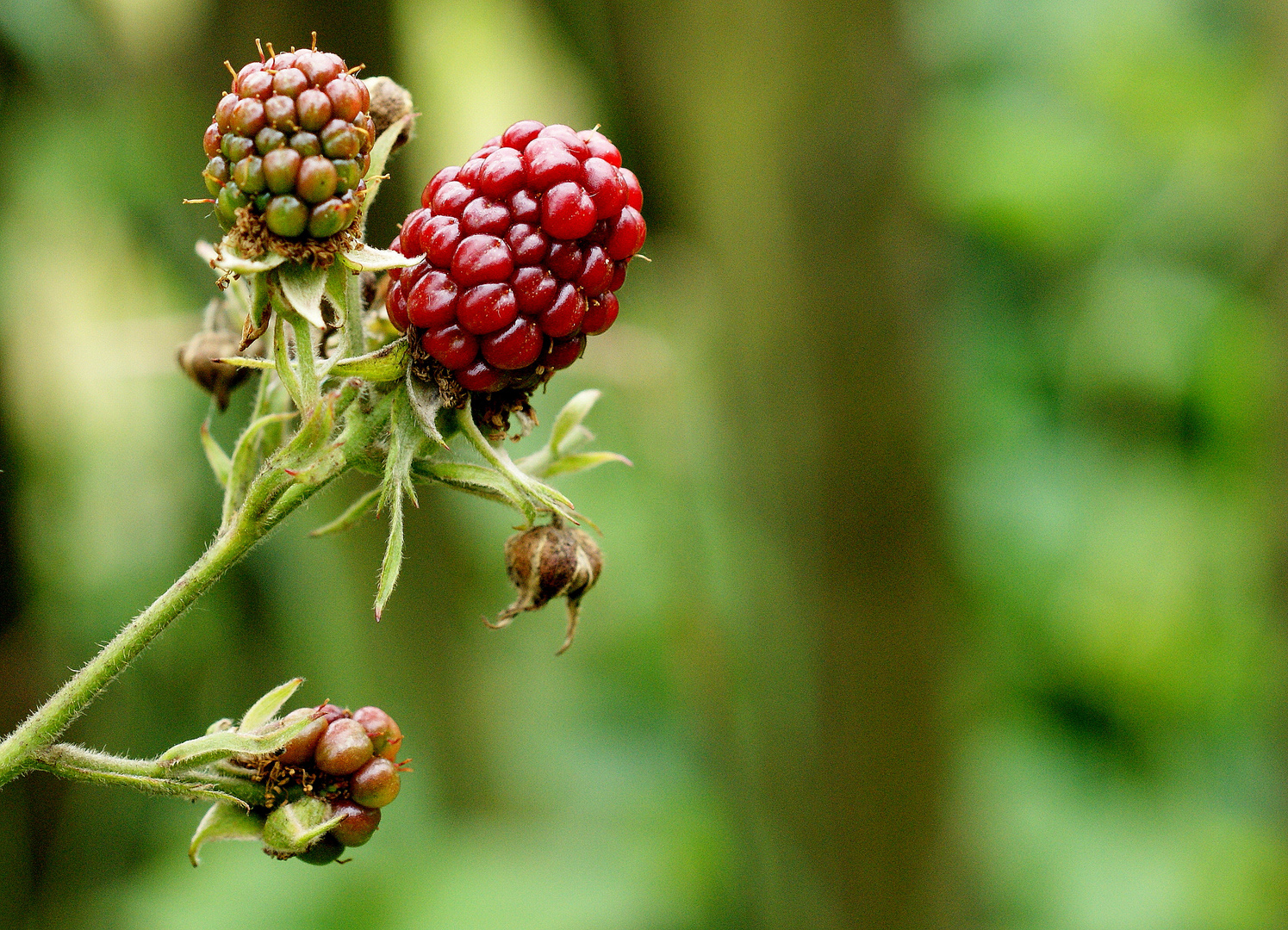 Brombeeren