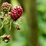 Brombeeren