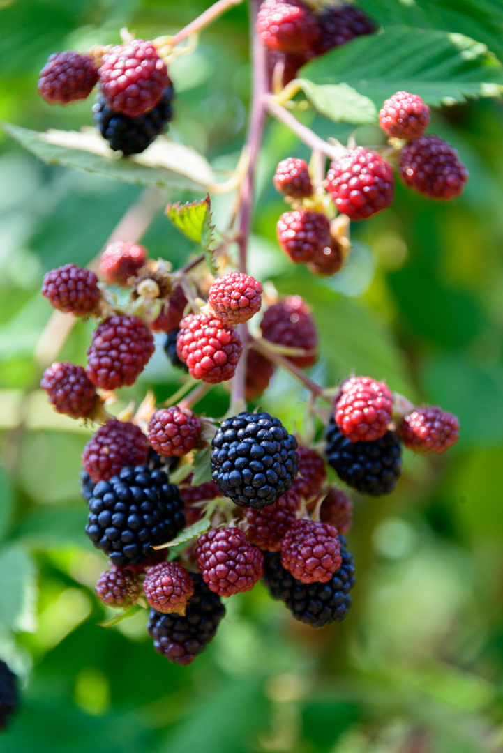 Brombeeren