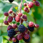 Brombeeren