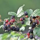 Brombeeren