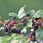 Brombeeren