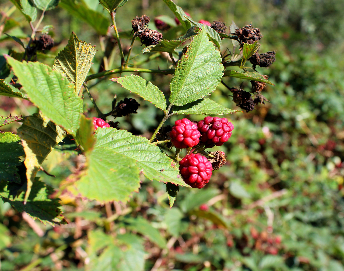 Brombeeren ...