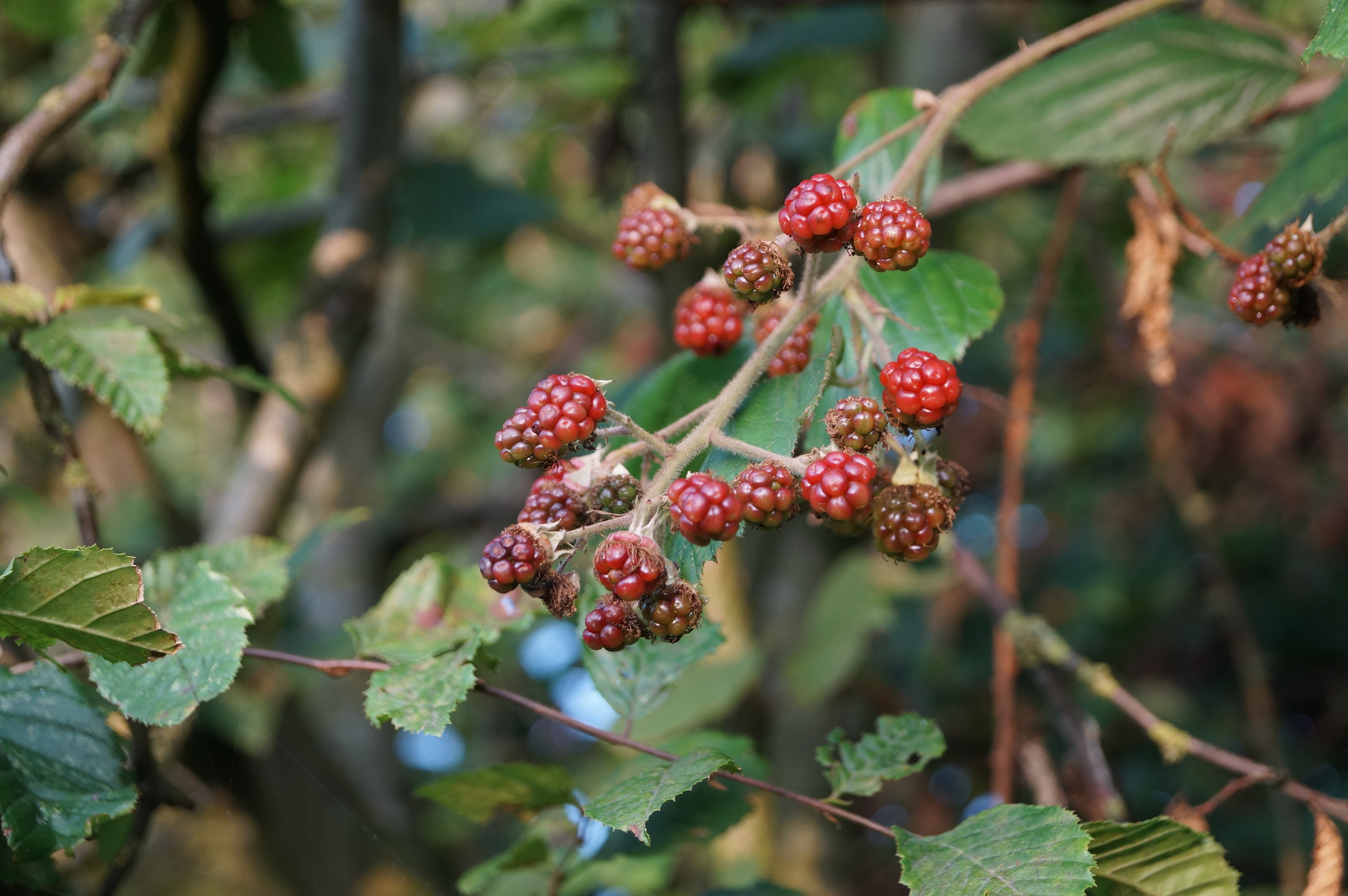 Brombeeren