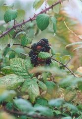 Brombeeren...