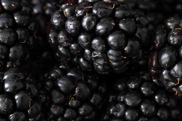 Brombeeren