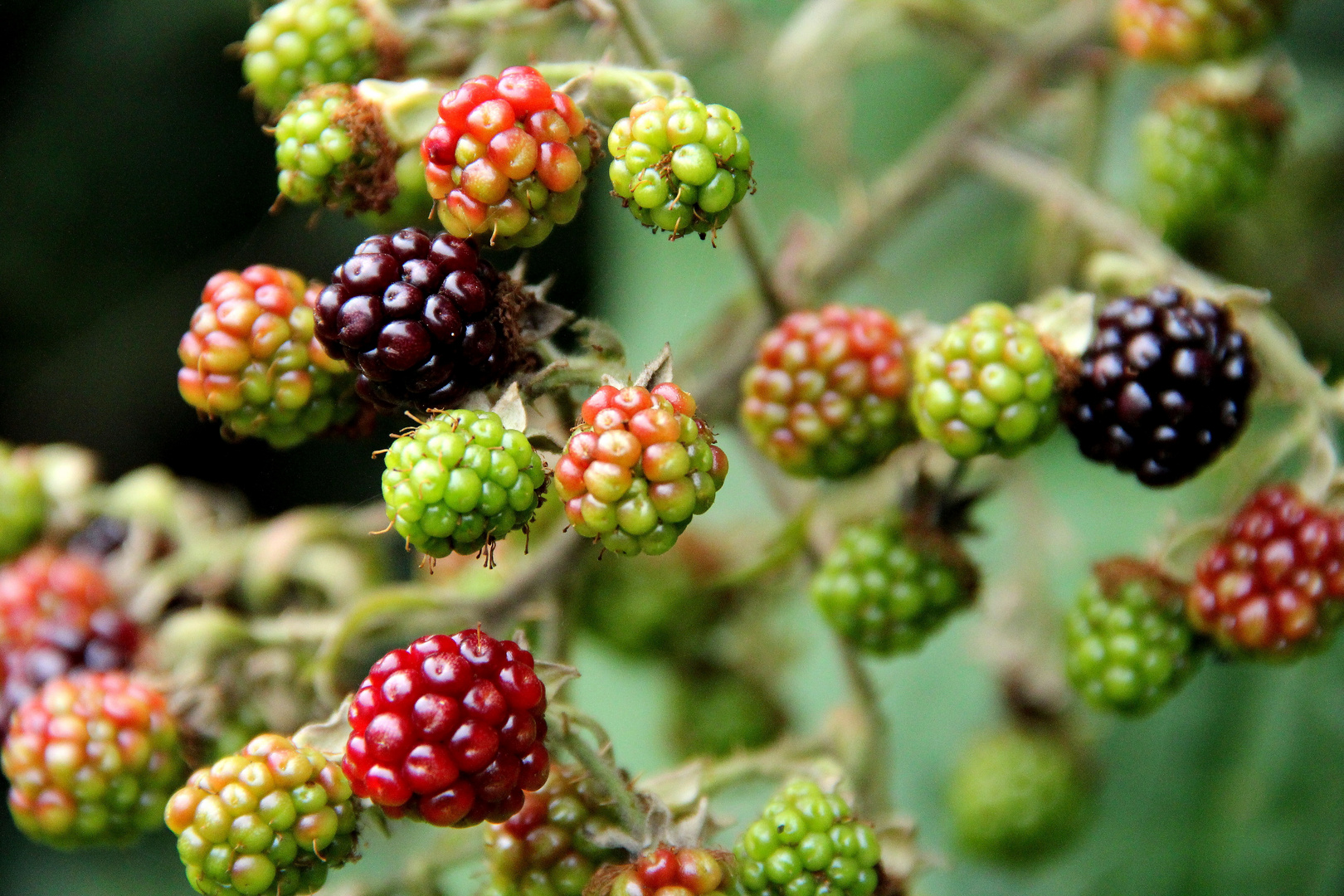 Brombeeren