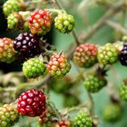 Brombeeren