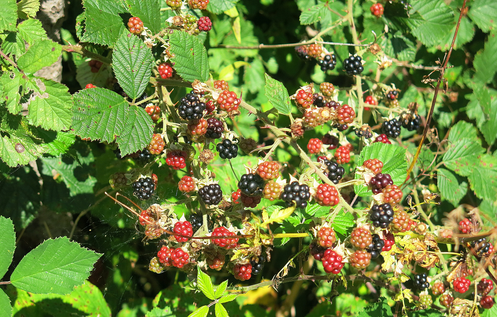 brombeeren