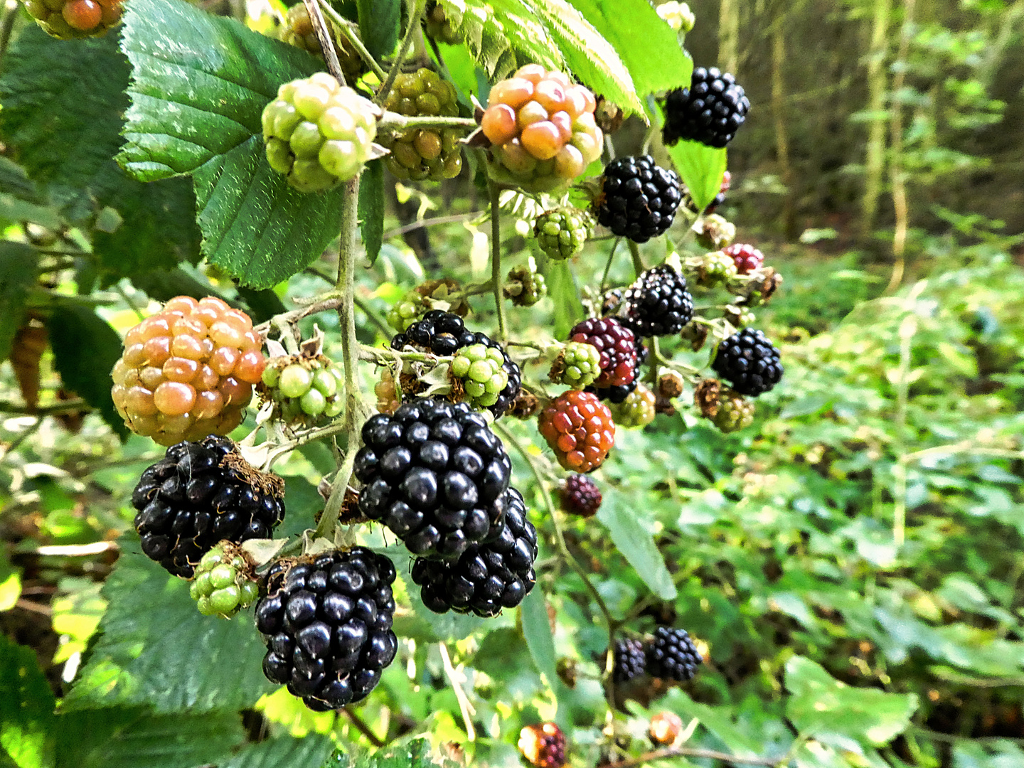 Brombeeren Foto & Bild pflanzen, pilze & flechten, jahreszeiten