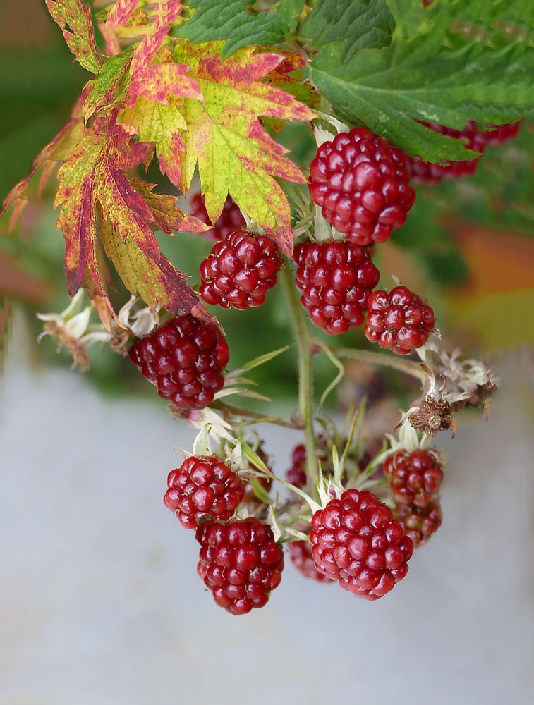 Brombeeren 