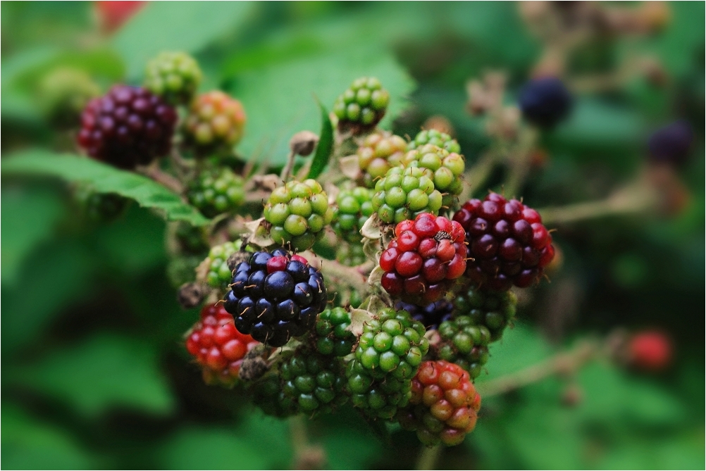 Brombeeren