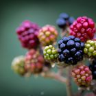 Brombeeren