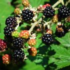 Brombeeren