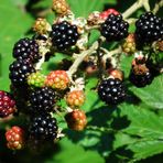 Brombeeren