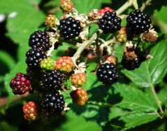 Brombeeren