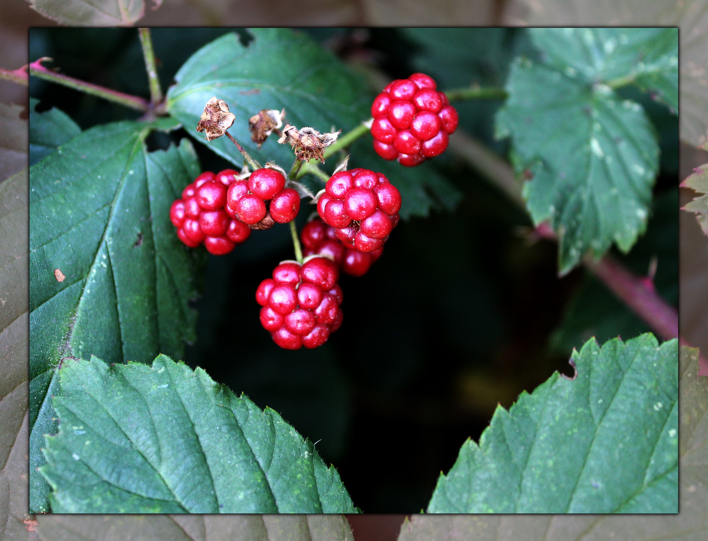 Brombeeren ... Foto &amp; Bild | sommer, natur, pflanzen Bilder auf ...