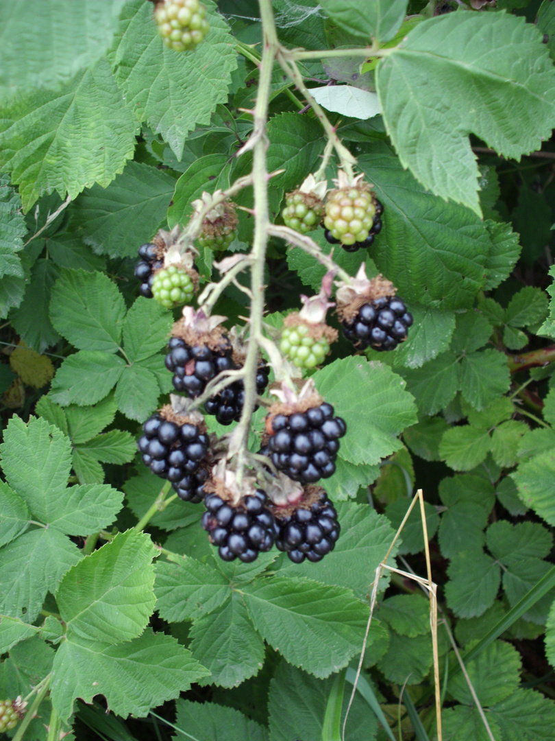 Brombeeren