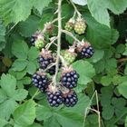 Brombeeren